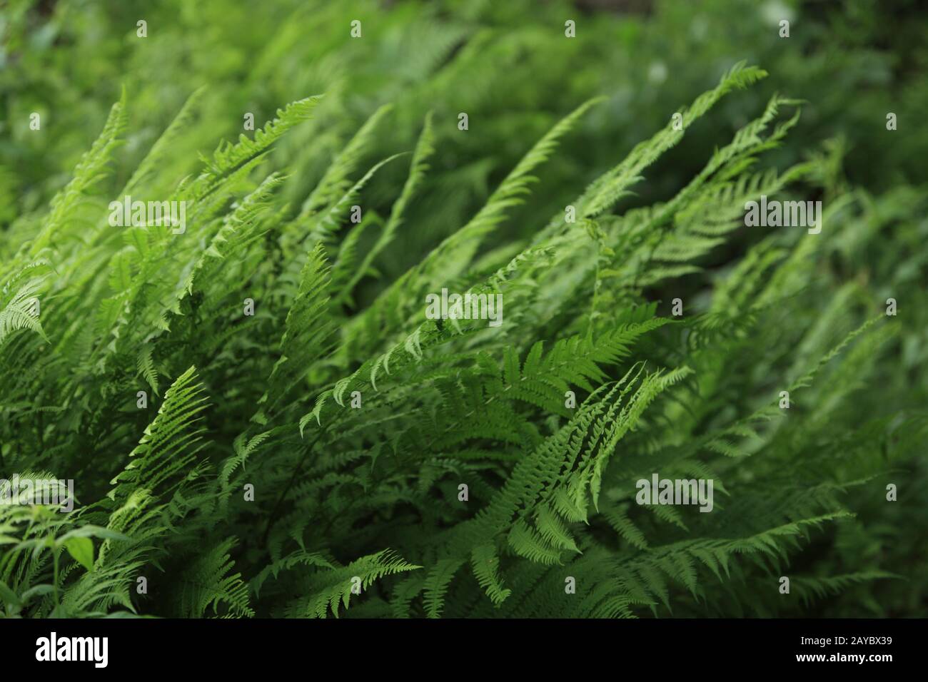 fern dense green thickets Stock Photo