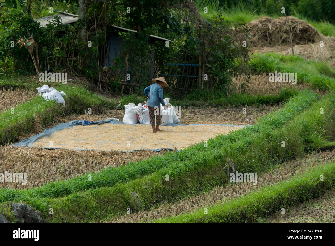 A farmer is drying rice at the rice fields near Tirtagangga, Bali ...