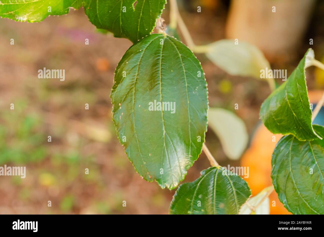 Adaxial Side Of Coolie Plum Leaf Stock Photo