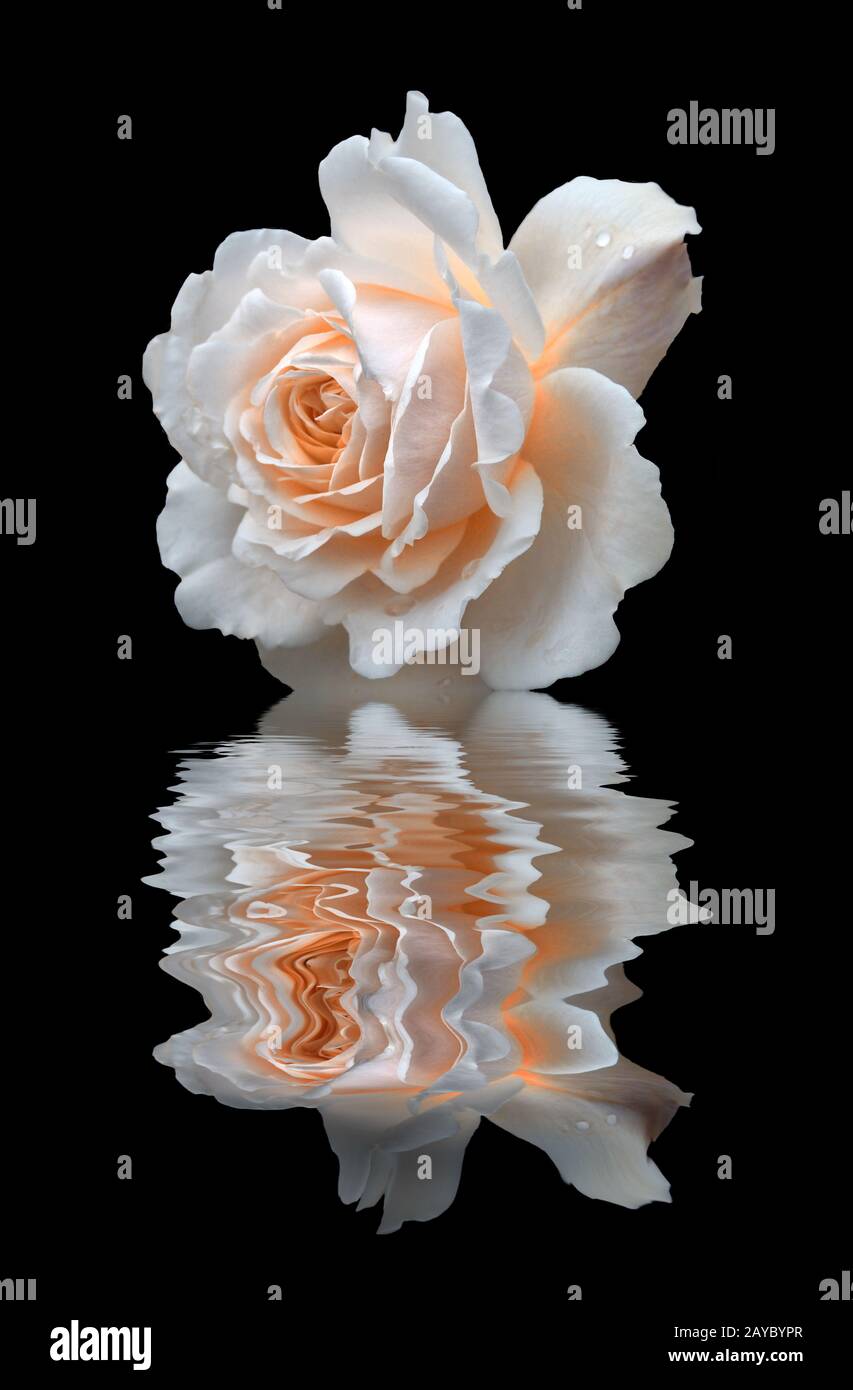 Reflected rose hi-res stock photography and images - Alamy