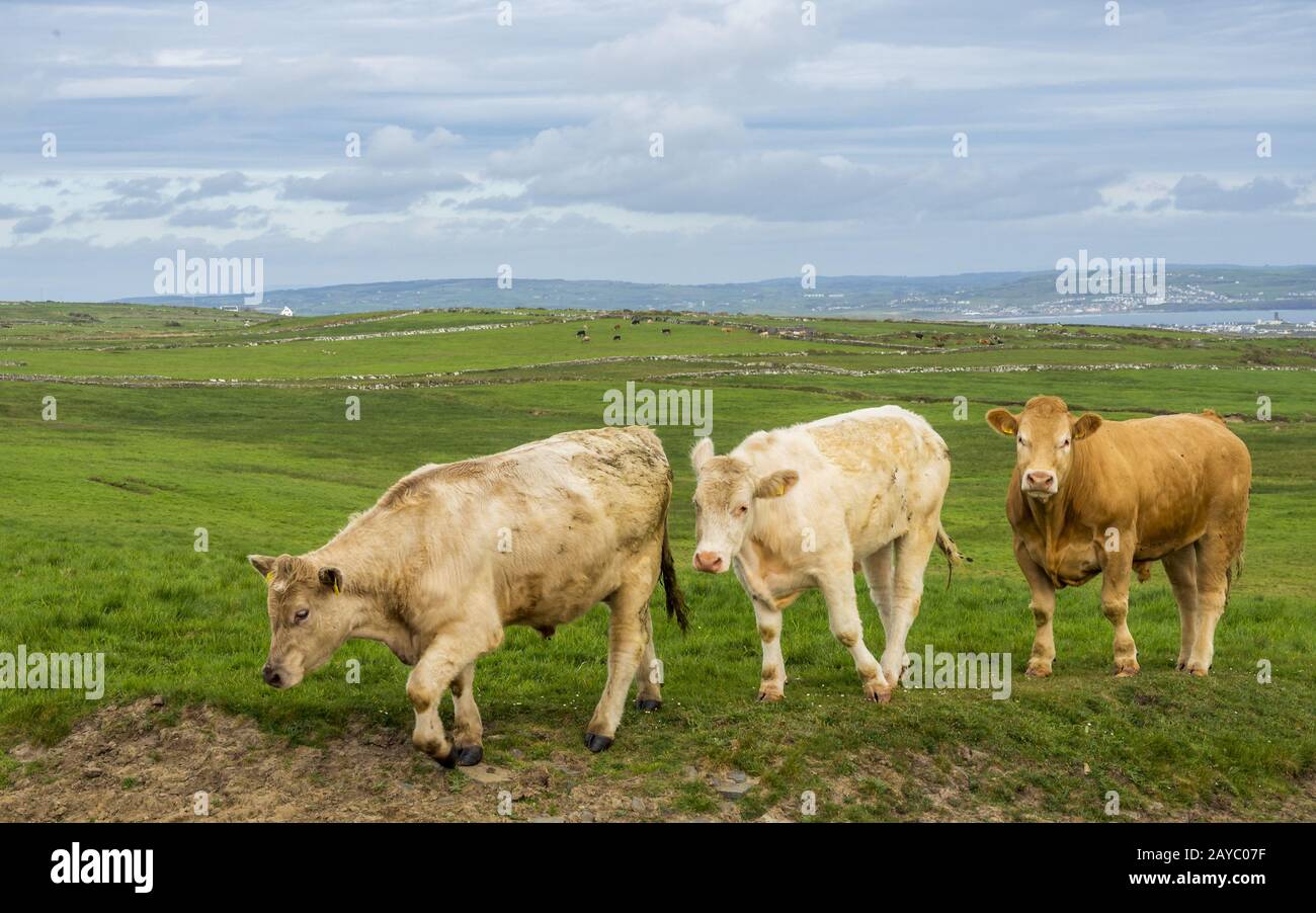 Cows on a meadow in Ireland Stock Photo