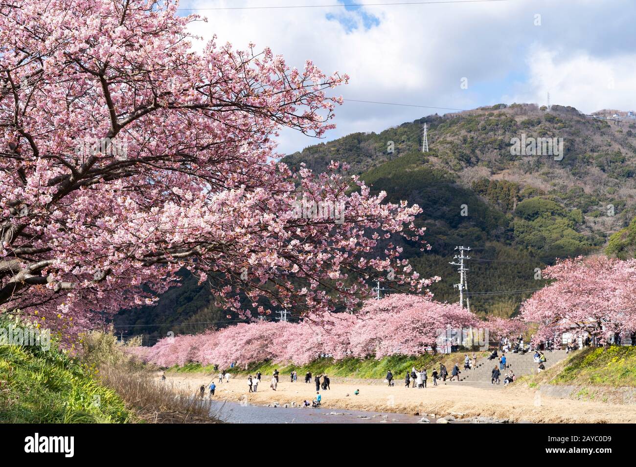 Kawazu Cherry blossom festival, Kawazucho, Kamogun, Shizuoka