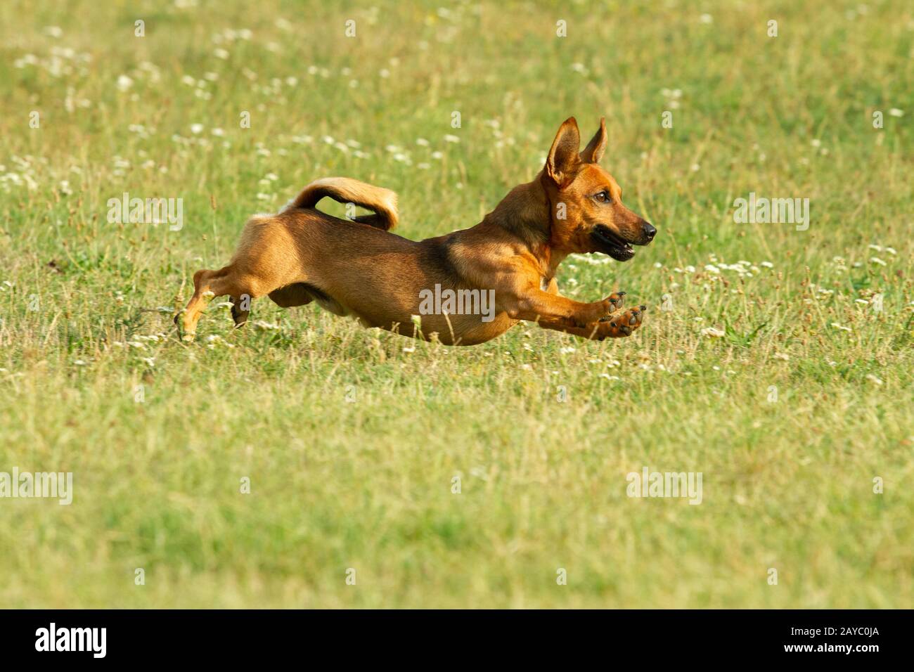 Cute mixed breed dog playing on a meadow. Age almost 2 years. Parson Jack Russell - German shepherd - Chihuahua mix. Stock Photo