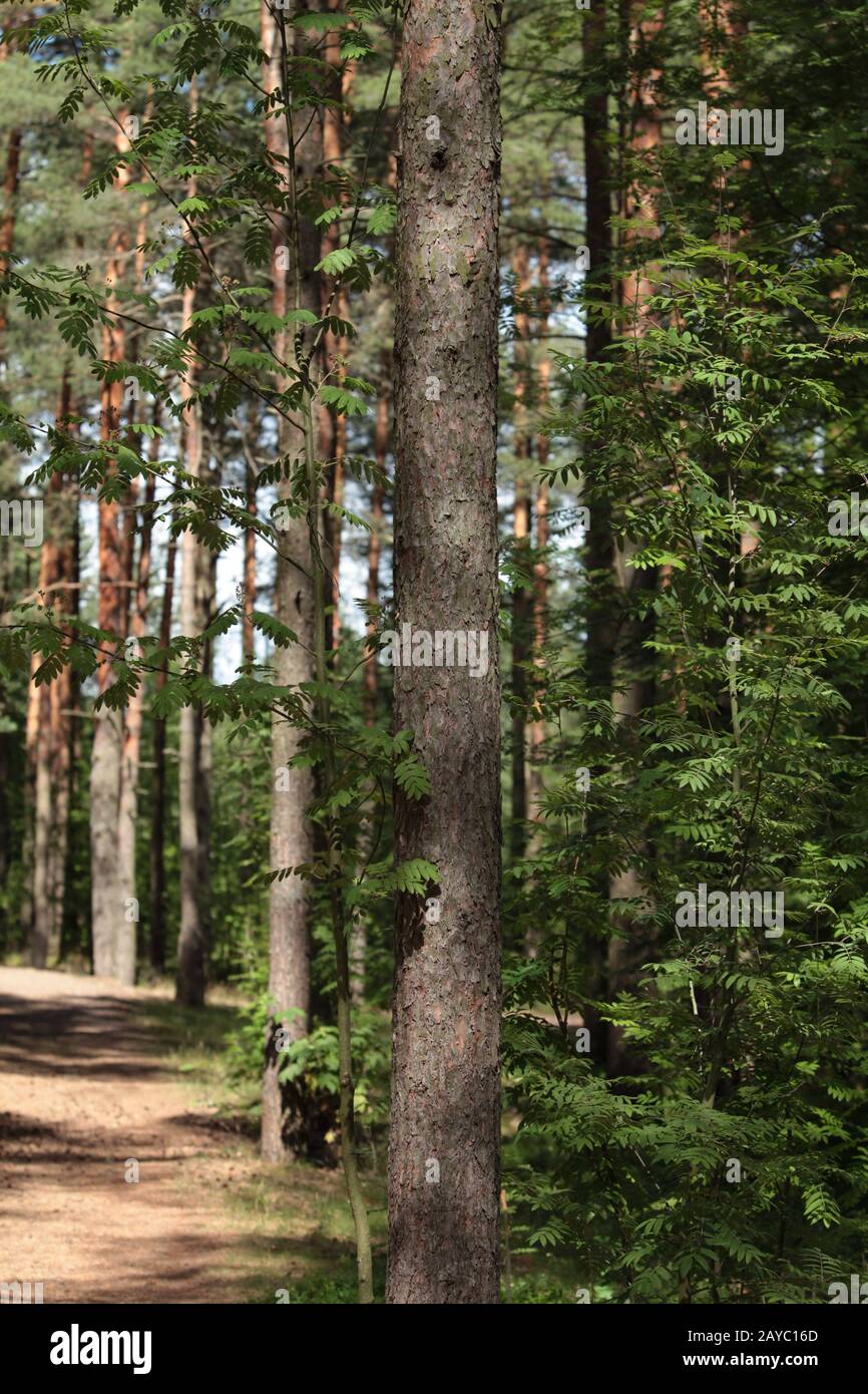 pine forest in summer on a sunny day Stock Photo