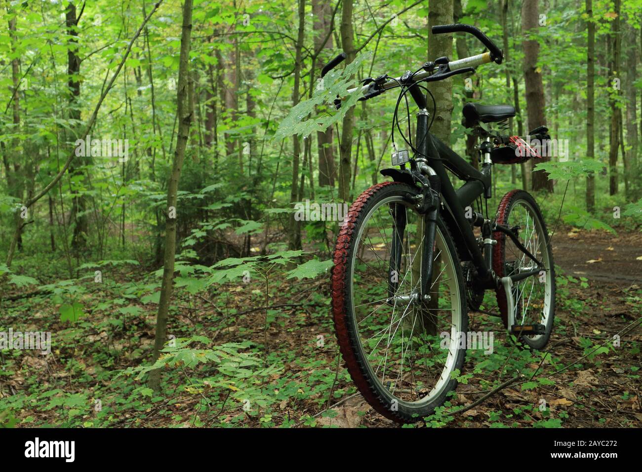 mountain bike in the forest Stock Photo