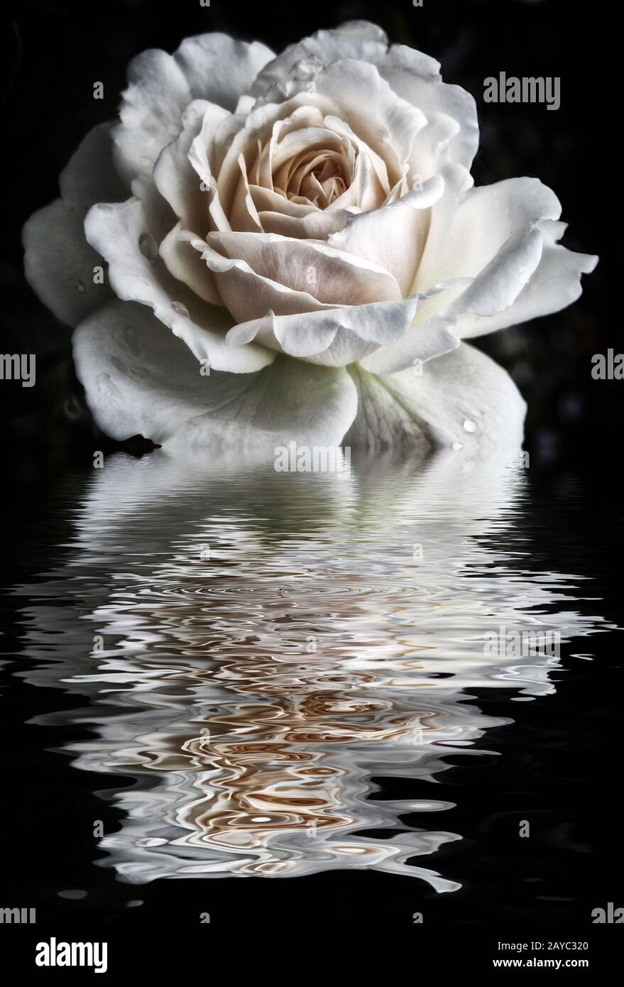 White rose with raindrops hi-res stock photography and images - Alamy