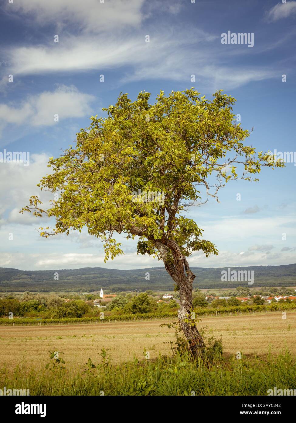 Walnut tree and village Oslip in autumn landscape Stock Photo