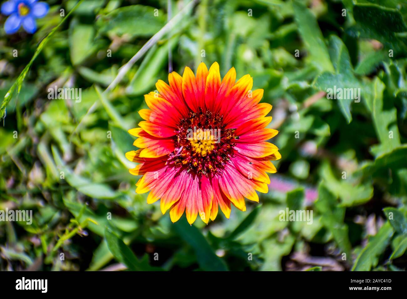 Indian Blanket wildflower in Aransas NWR, Texas Stock Photo