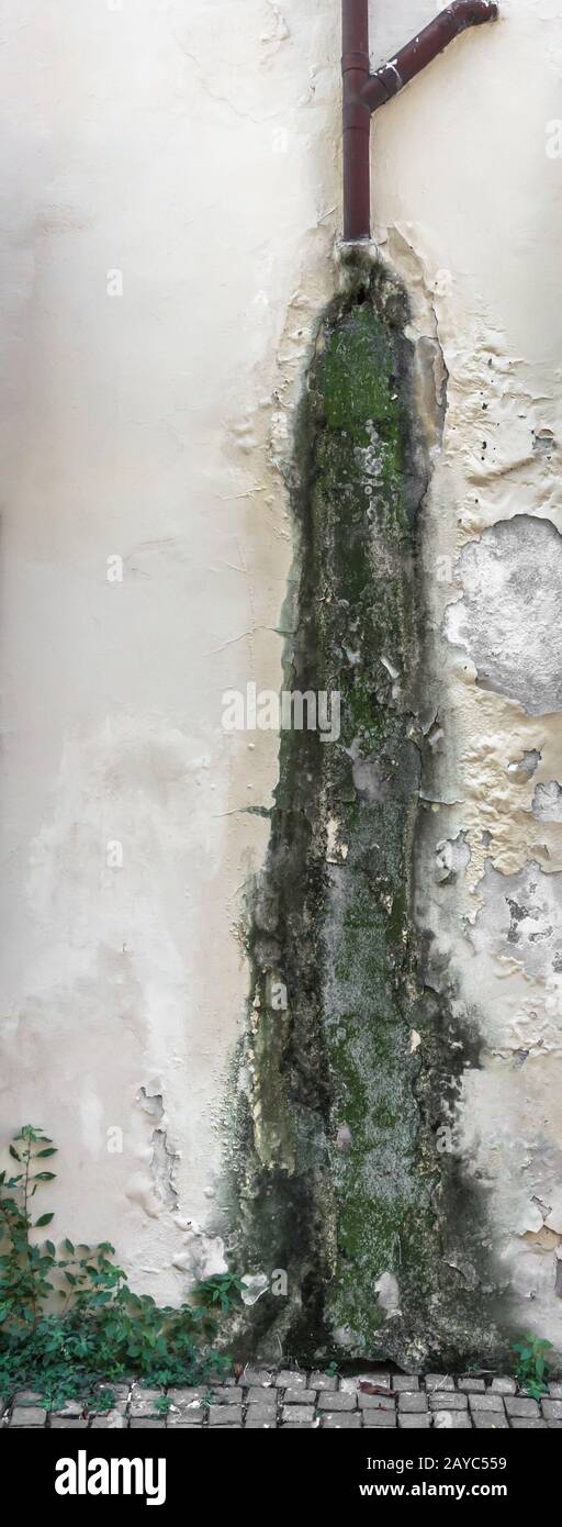 Mold and peeling paint on wall Stock Photo Alamy