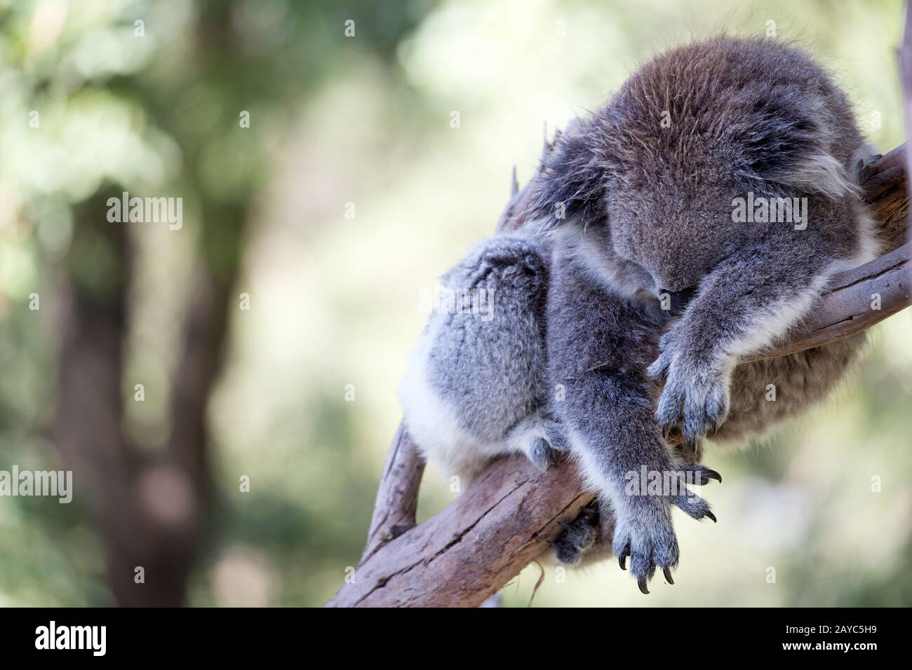 Koalas Sleeping