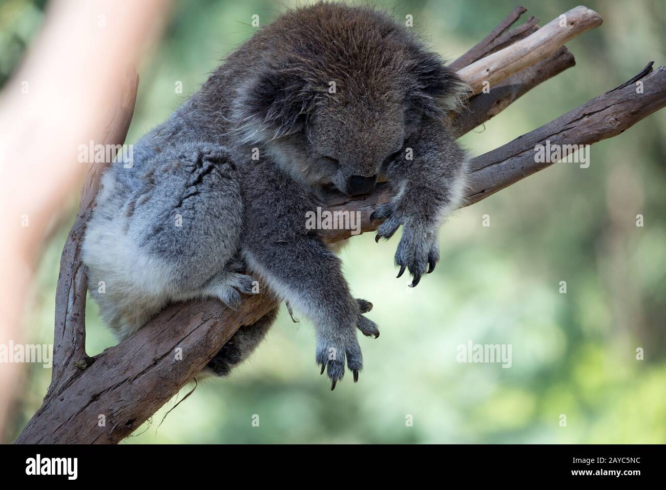 Koala sleeping wild asleep tree hires stock photography and images Alamy