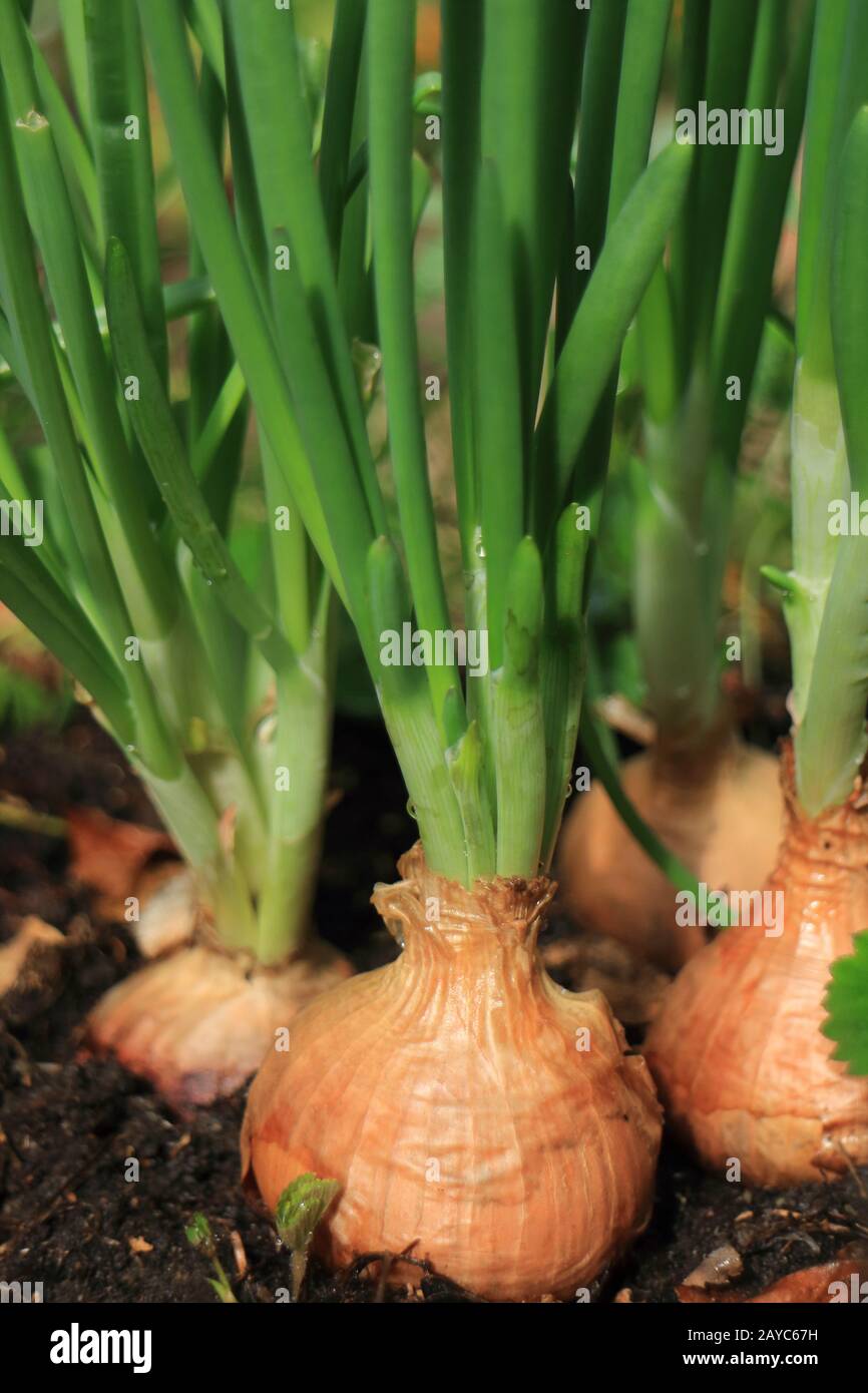 bulb with green feathers of onions Stock Photo