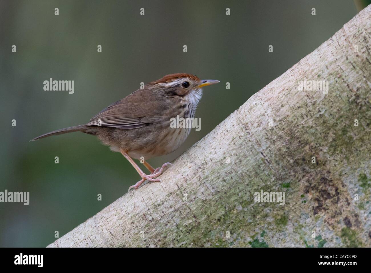 The puff-throated babbler or spotted babbler (Pellorneum ruficeps) is a species of passerine bird found in Asia. Stock Photo