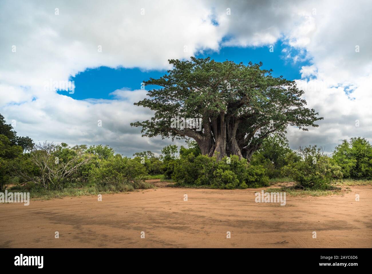 Big baobab tree in the Kruger National Park, South Africa Stock Photo