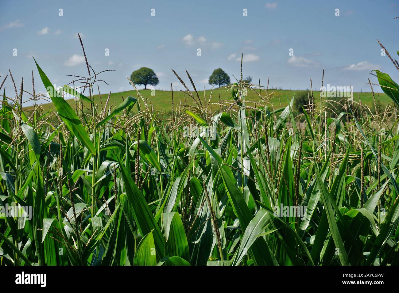 Maize plant hires stock photography and images Alamy