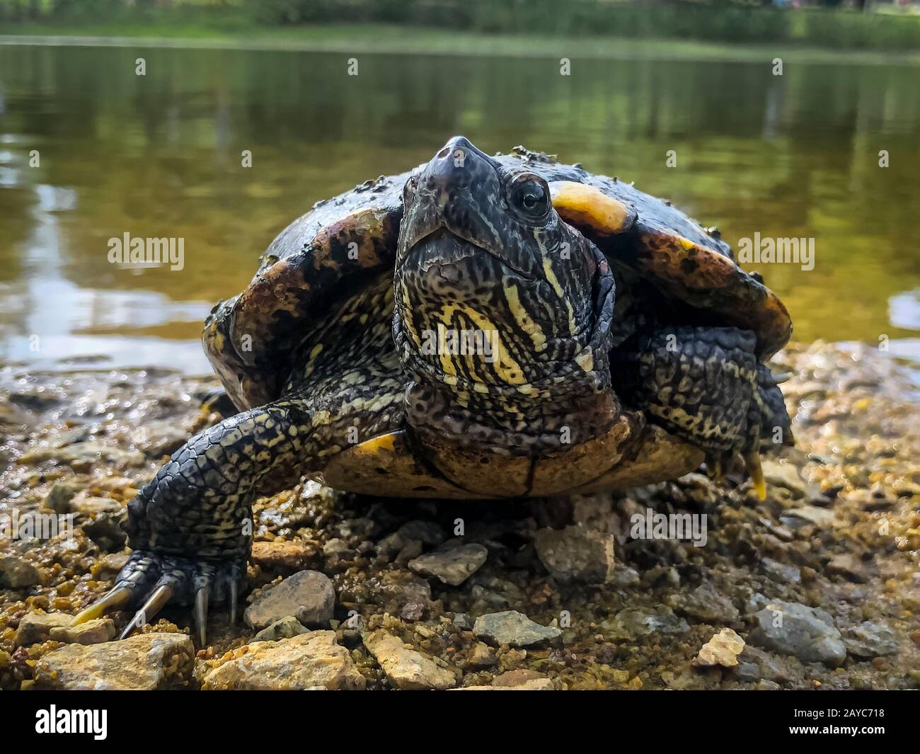 Beautiful closeup of a turtle, one of the oldest reptiles. Turtles are ectotherms—animals commonly called cold-blooded Stock Photo