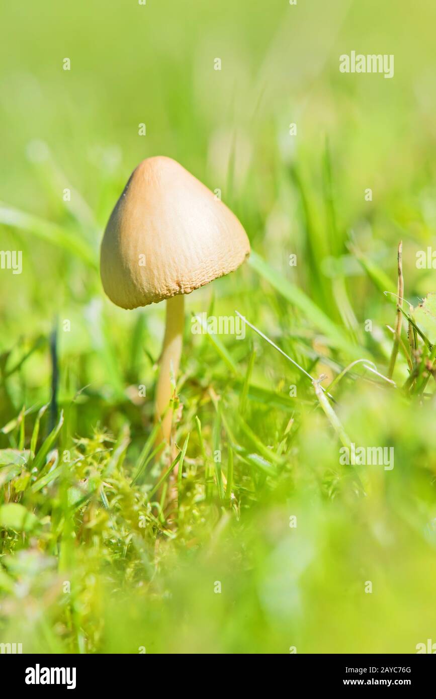 Beautiful toxic mushroom Stock Photo