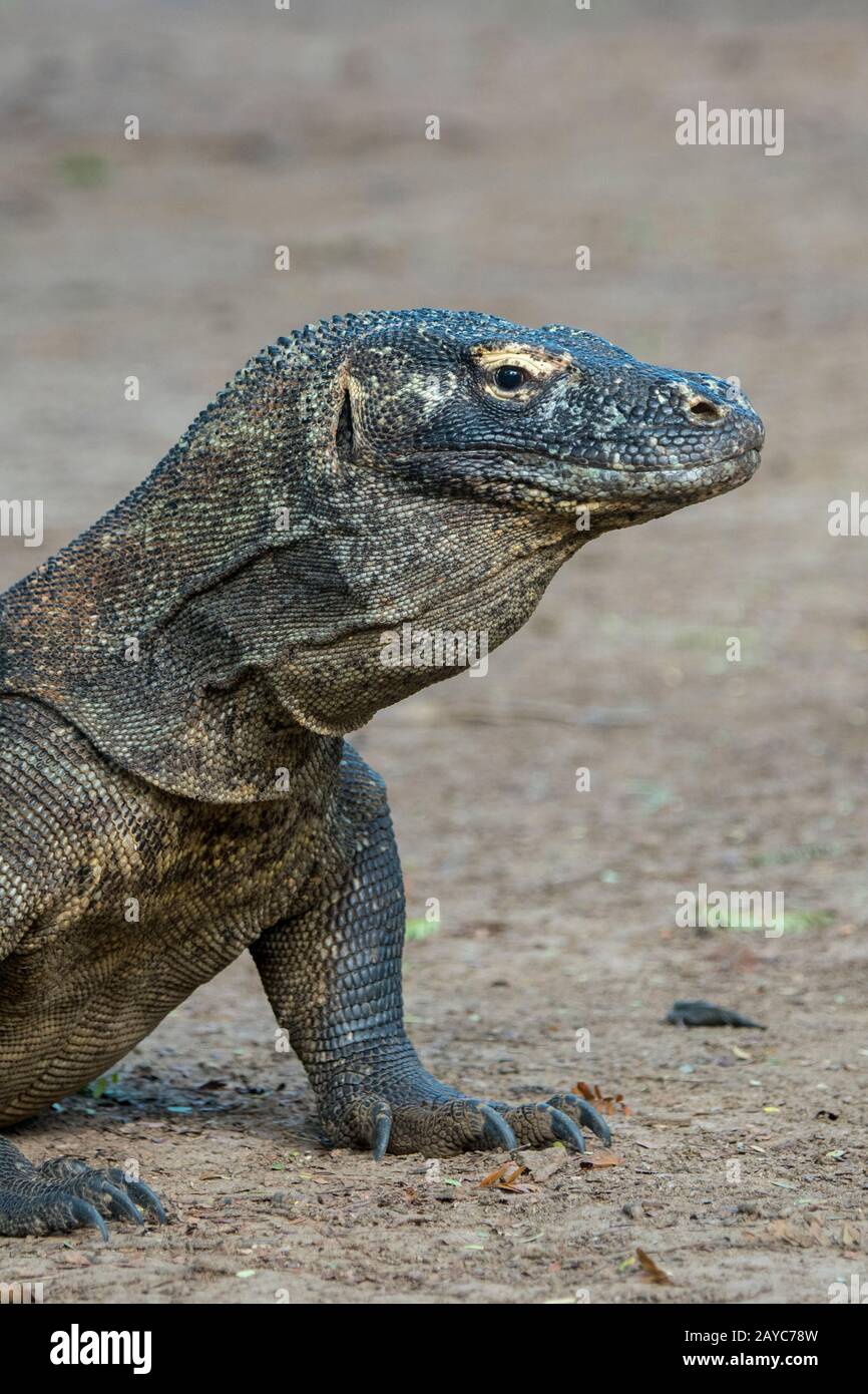 Portrait of a Komodo dragon (Varanus komodoensis) on Komodo Island ...