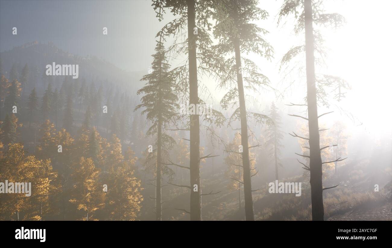 Calm moody forest in misty fog in the morning Stock Photo - Alamy