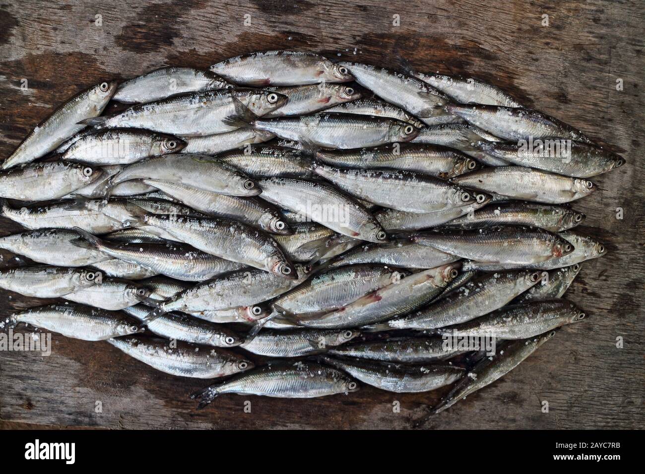 bunch fresh vendace fishes Stock Photo