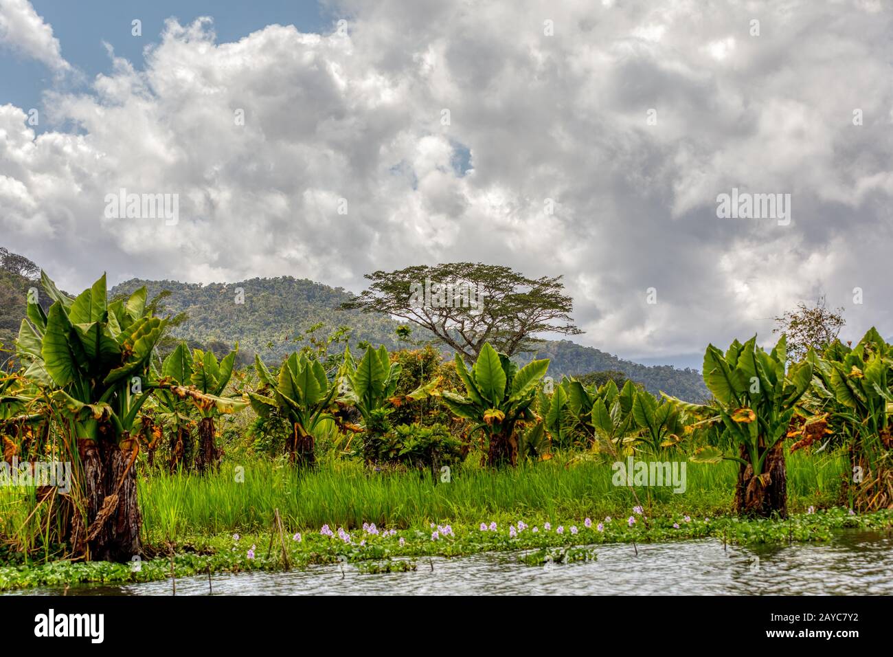 Madagascar traditional wilderness landscape Stock Photo - Alamy