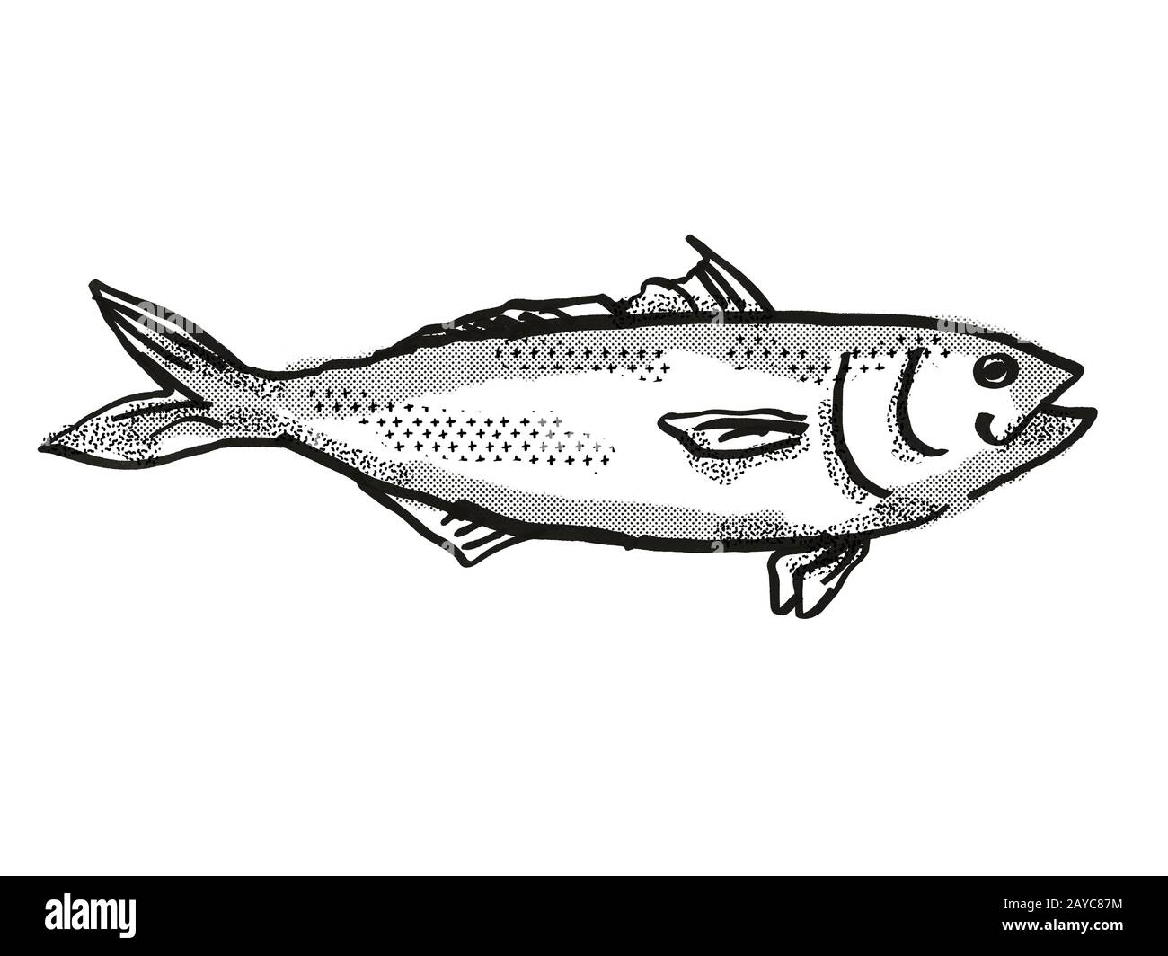 Eastern Australian Salmon Fish Cartoon Retro Drawing Stock Photo Alamy