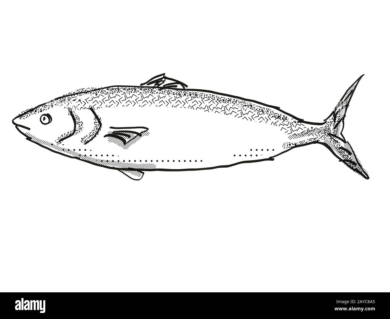 Kahawai New Zealand Fish Cartoon Retro Drawing Stock Photo - Alamy
