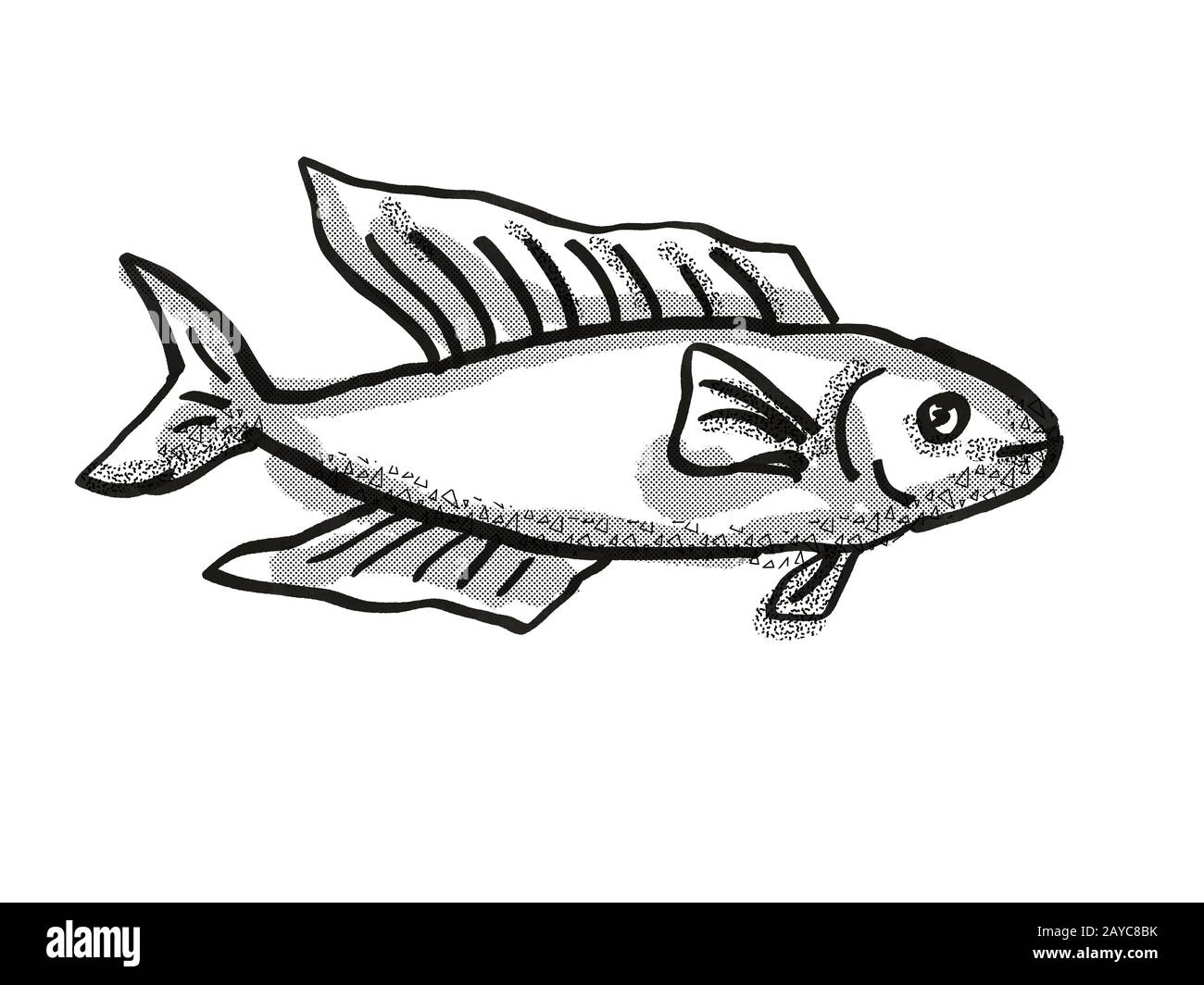 Butterfish New Zealand Fish Cartoon Retro Drawing Stock Photo