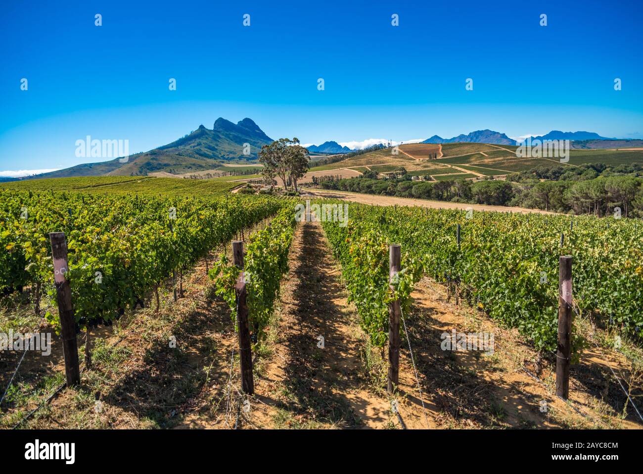Simondium Cape Winelands Stock Photos & Cape Winelands Stock Images - Alamy