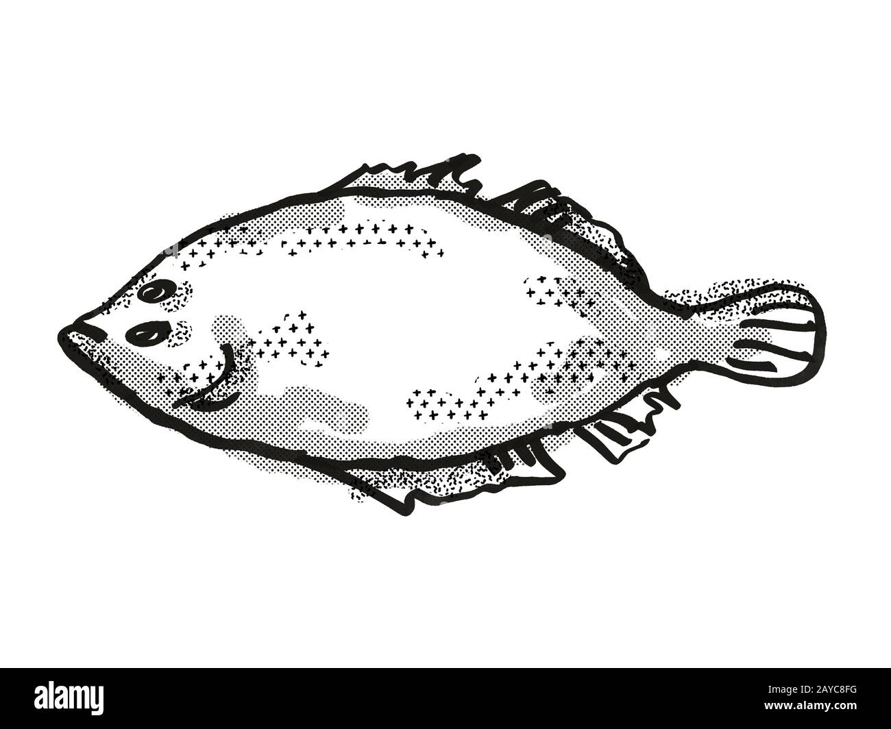 Lefteye Flounder Australian Fish Cartoon Retro Drawing Stock Photo