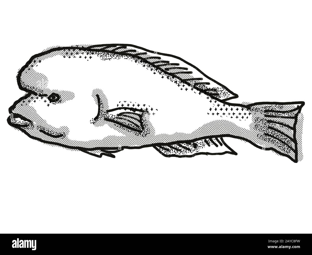 Australian fish Cut Out Stock Images & Pictures Alamy