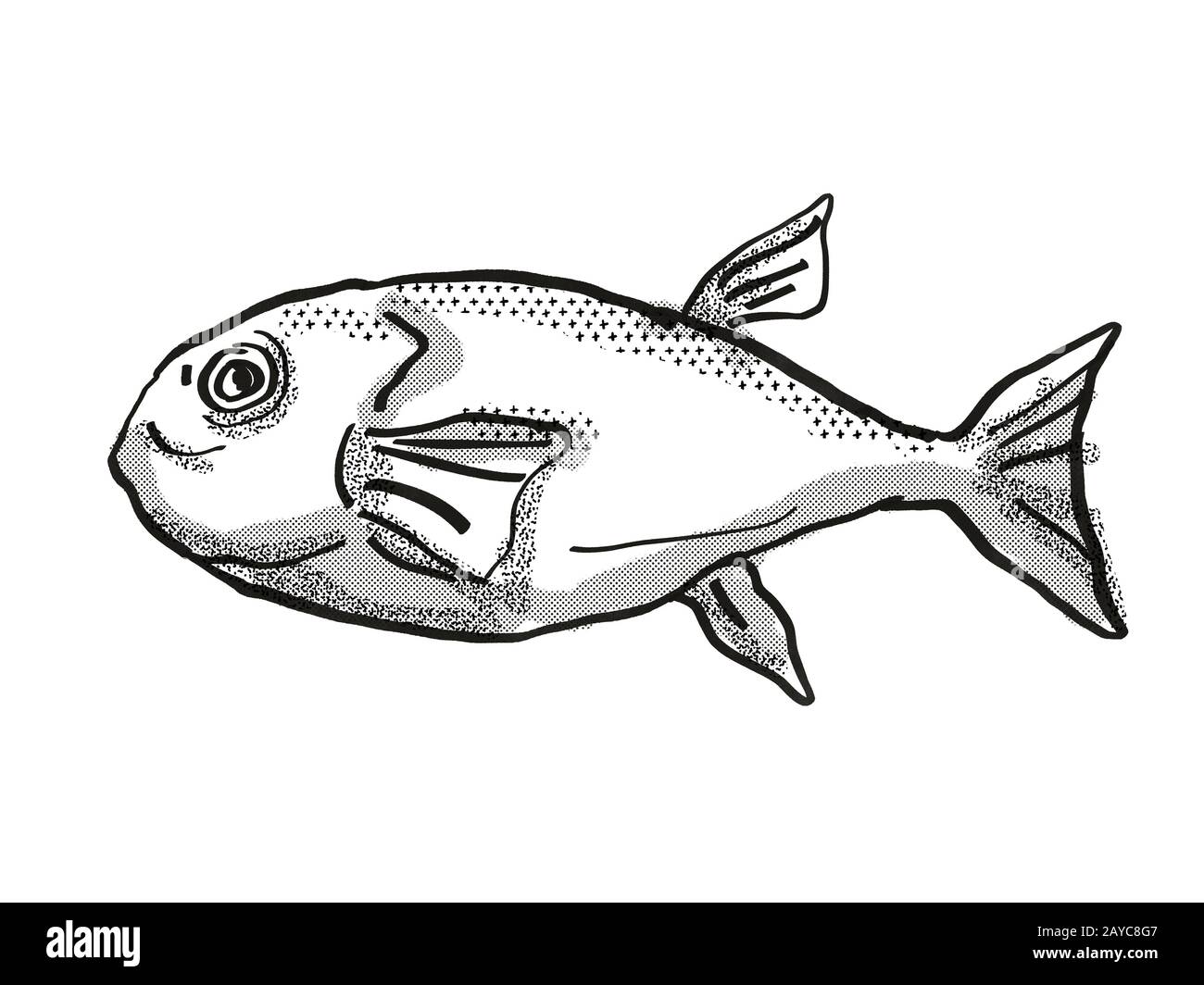 Brownback Toadfish Australian Fish Cartoon Retro Drawing Stock Photo