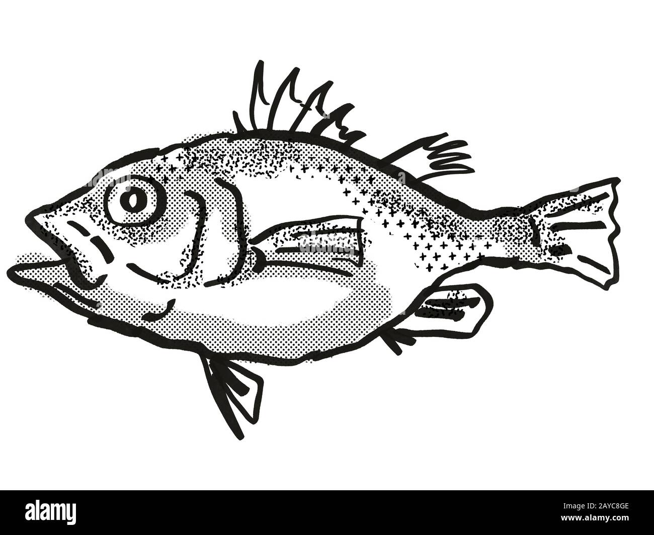 Cartoon Bass Drawing - A bass fish they come in different sizes and#N# ...