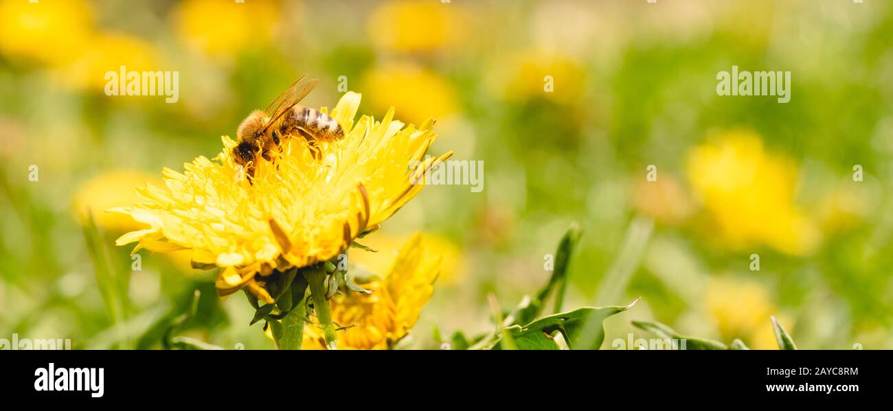 Page 3 Honey Bee Copy Space High Resolution Stock Photography And Images Alamy