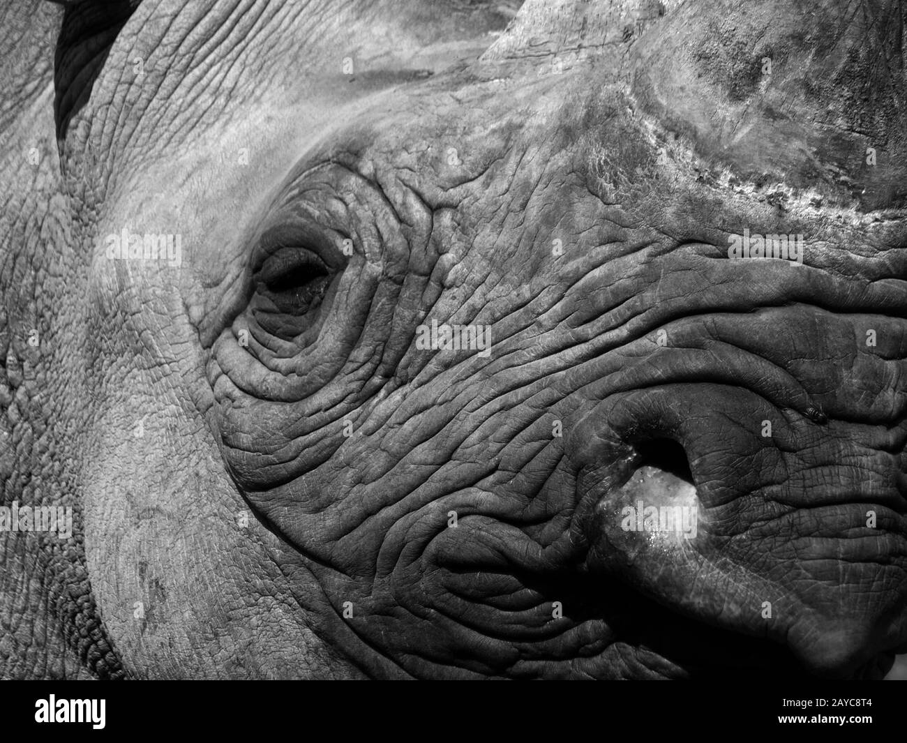 a monochrome close up of the face of a black rhinoceros with eye nose and horn Stock Photo