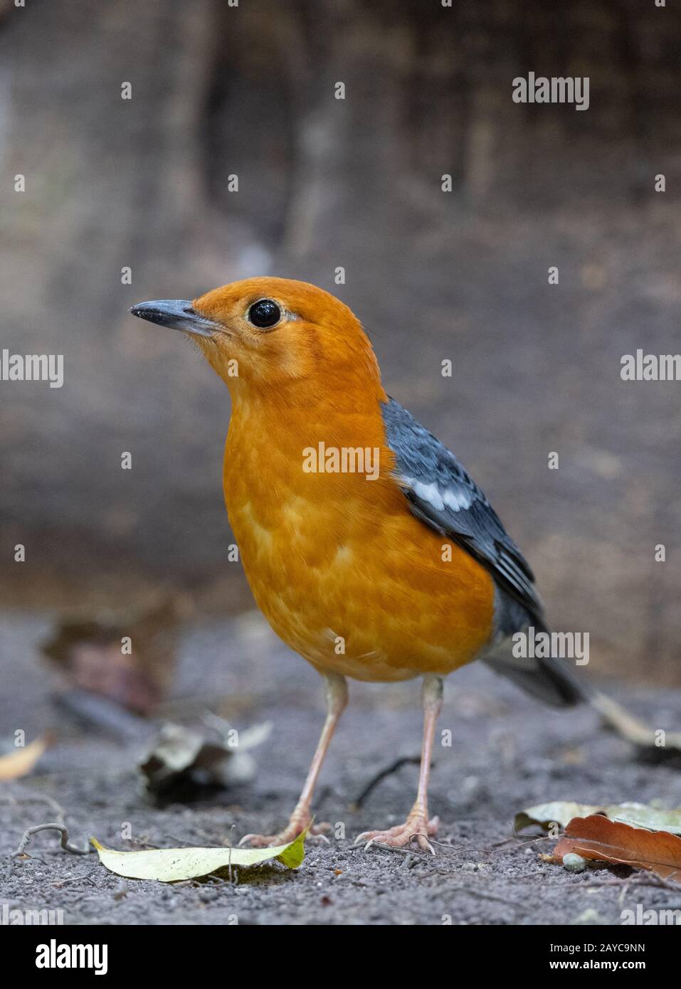 The orange-headed thrush (Geokichla citrina) is a bird in the thrush family. It is common in well-wooded areas of  Southeast Asia. Stock Photo