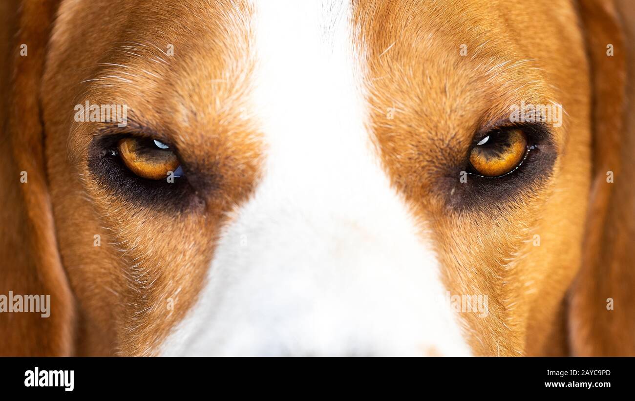 Beagle dog head closeup on eyes Stock Photo Alamy