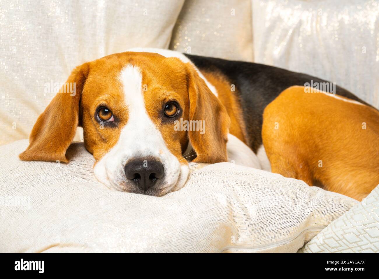 Dog rests his head on cushion on sofa Stock Photo Alamy