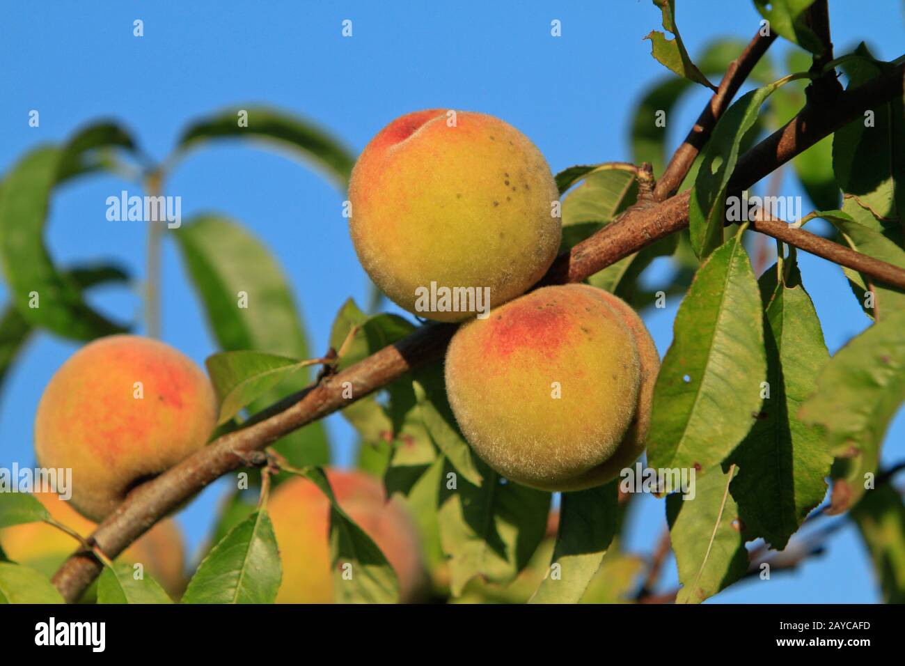 vineyard peaches on a branch Stock Photo