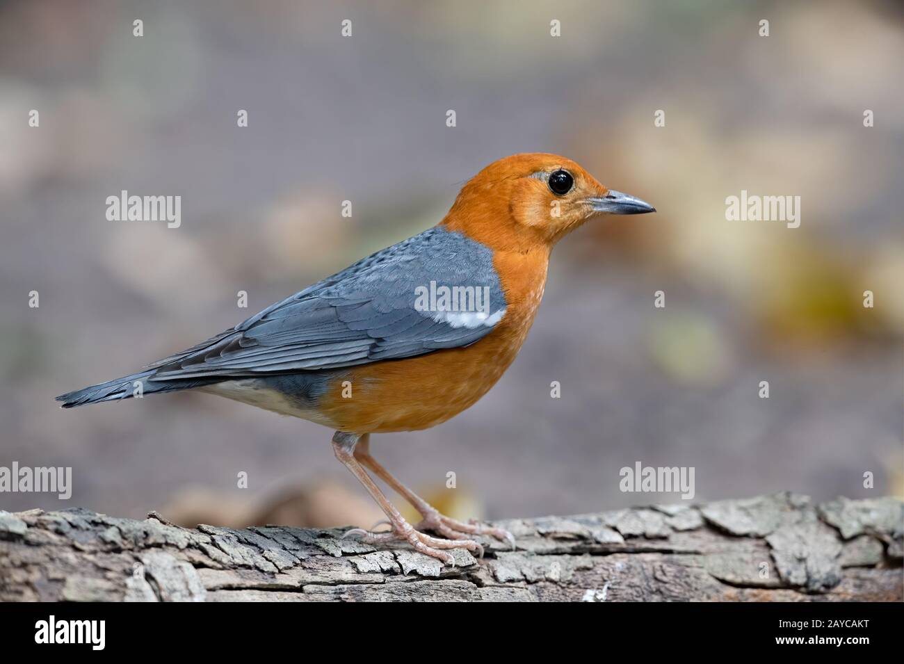 The orange-headed thrush (Geokichla citrina) is a bird in the thrush family. It is common in well-wooded areas of  Southeast Asia. Stock Photo