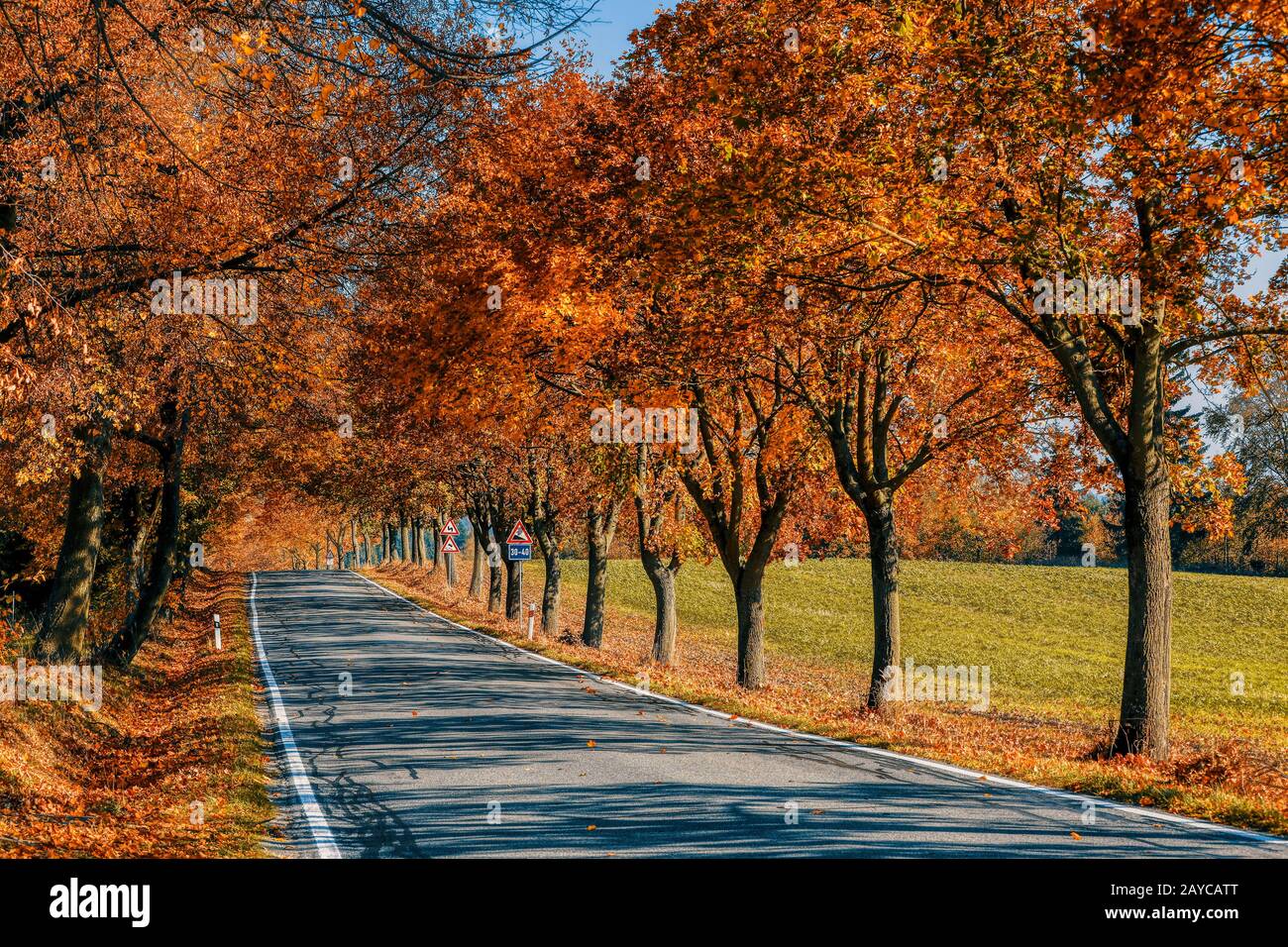 fall colored trees on alley in autumn Stock Photo - Alamy