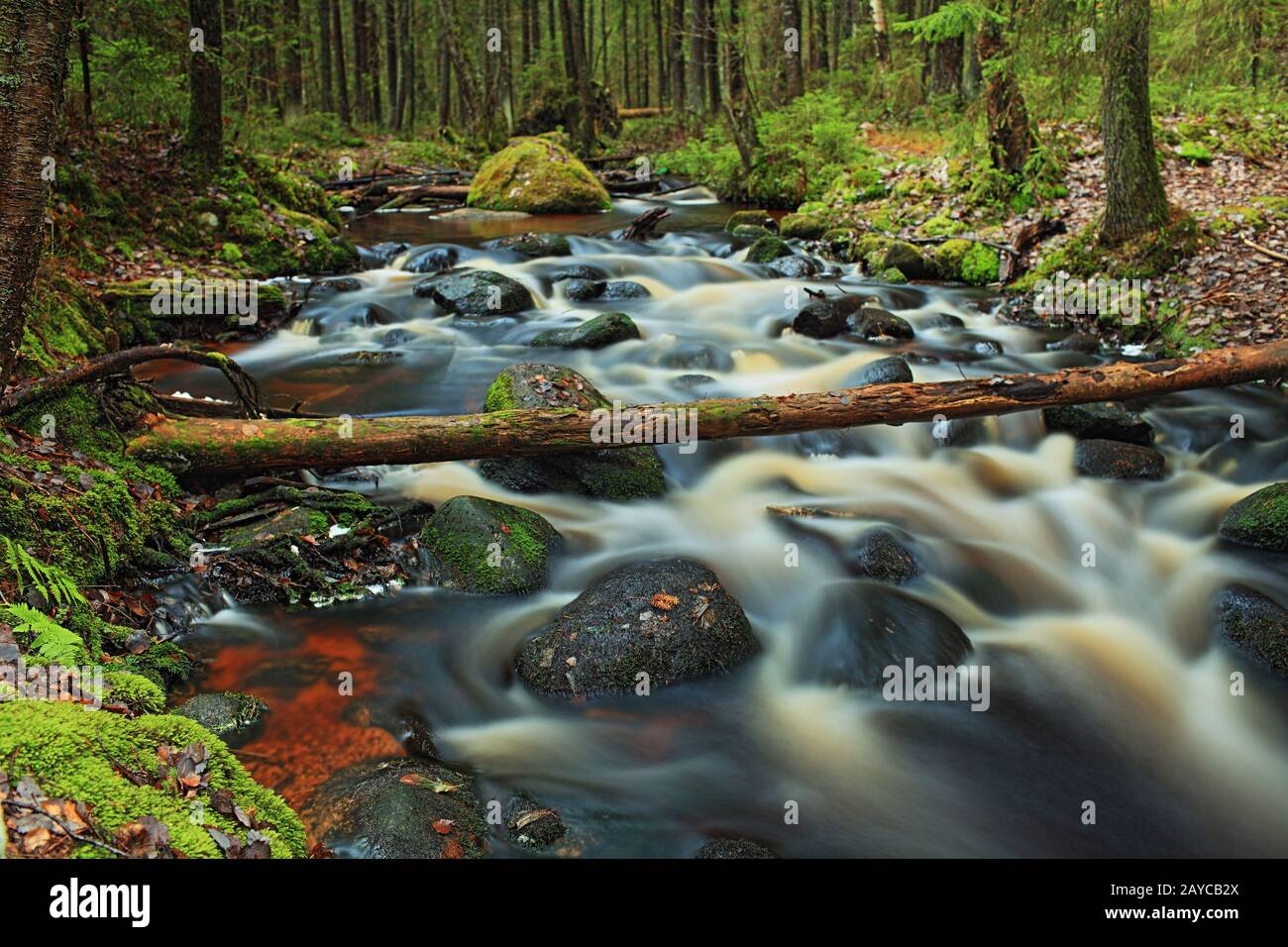 fast forest river Stock Photo