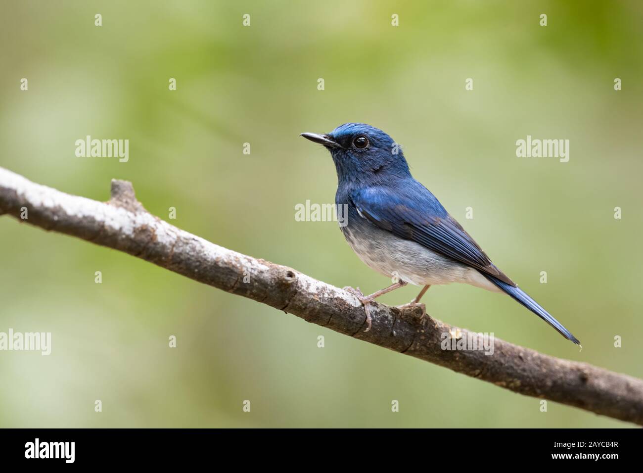 The Hainan blue flycatcher (Cyornis hainanus) is a species of bird in the family Muscicapidae. Stock Photo