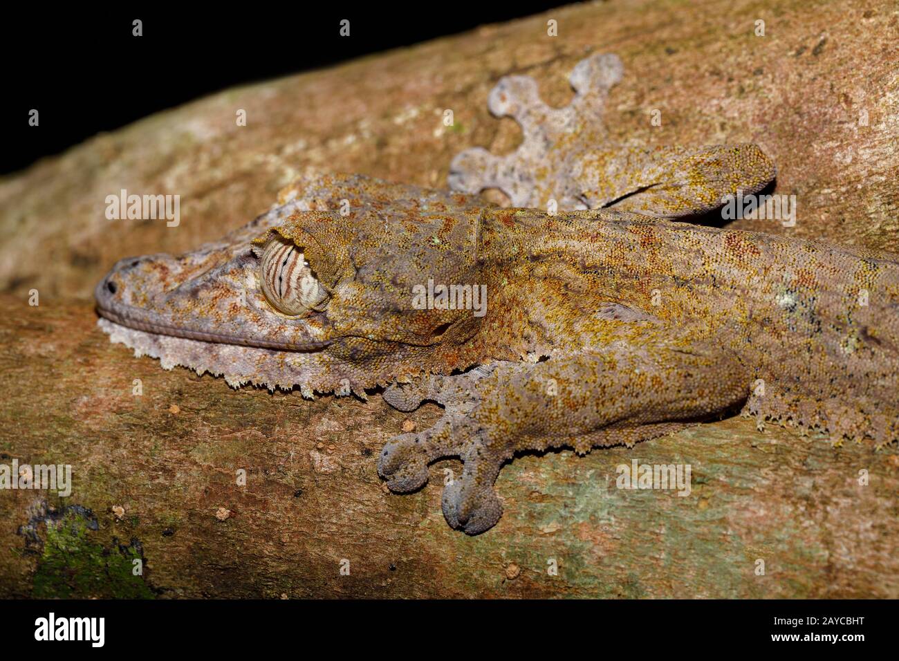 leaf-tailed gecko, Uroplatus fimbriatus, madagascar Stock Photo