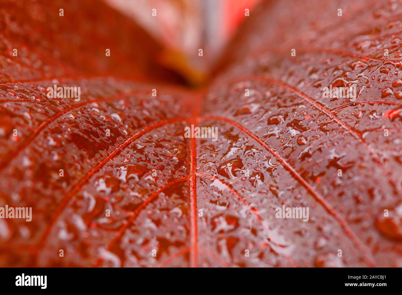 water drops on red plant leaf Stock Photo