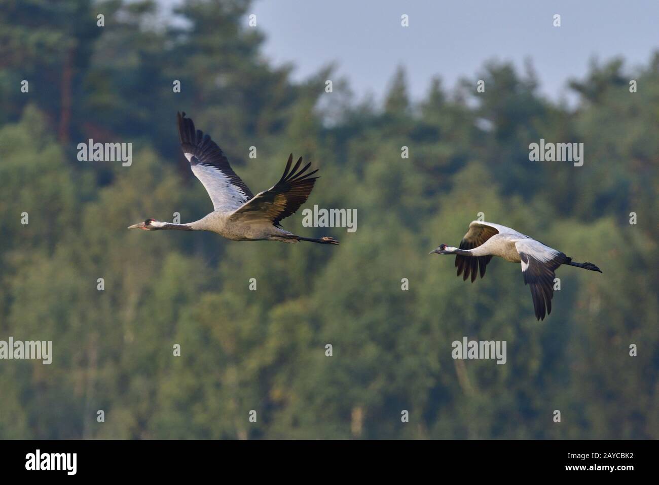 Grey Crane Stock Photo