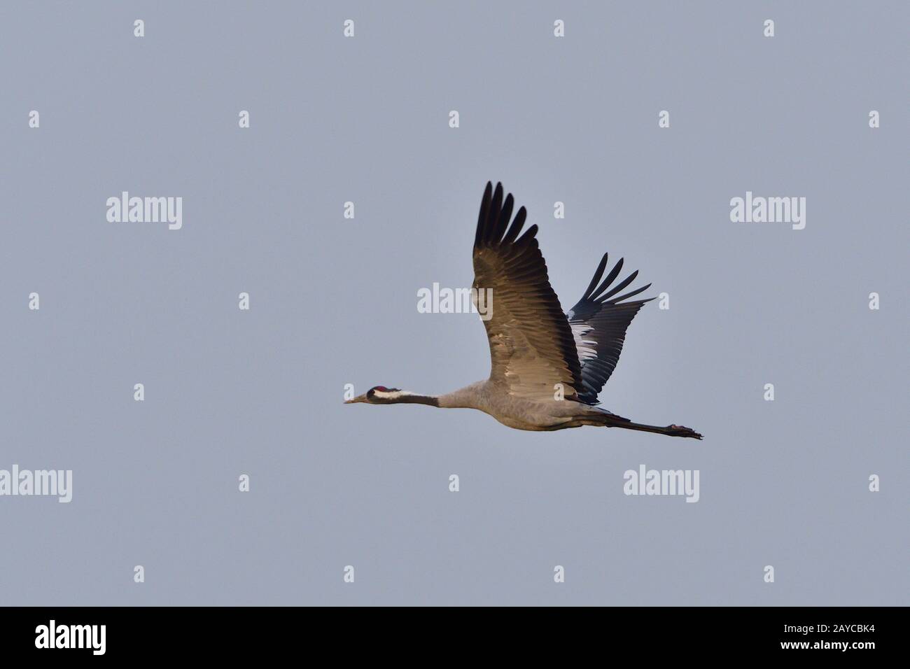 Grey Crane Stock Photo