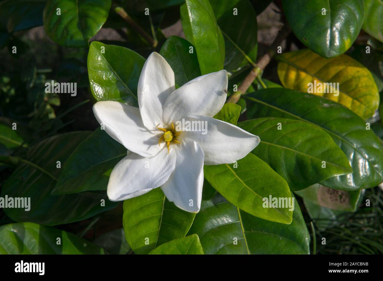 Close-up of a Gardenia taitensis, also called Tahitian gardenia or Tiare flower, on the Hawaiian Island of Kauai, Hawaii, USA. Stock Photo