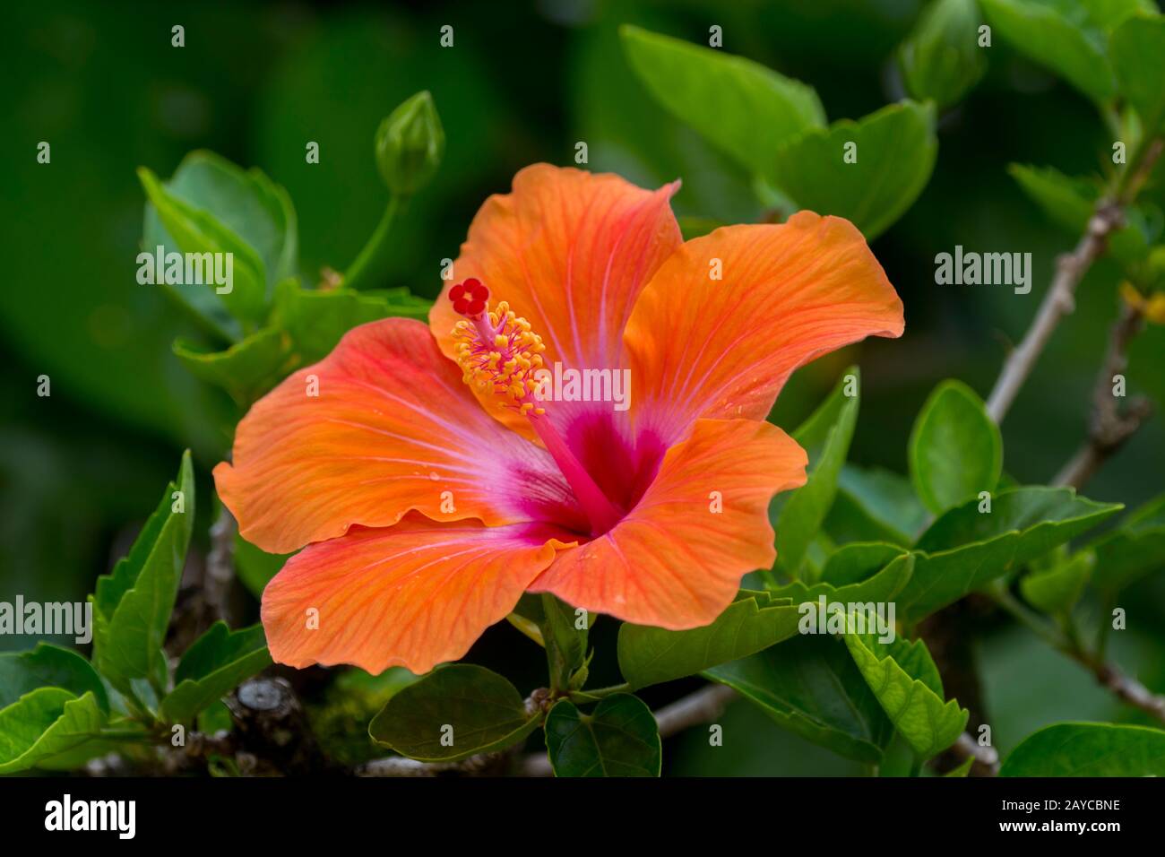 Close-up of an orange hibiscus flower on the Hawaiian Island of Kauai ...