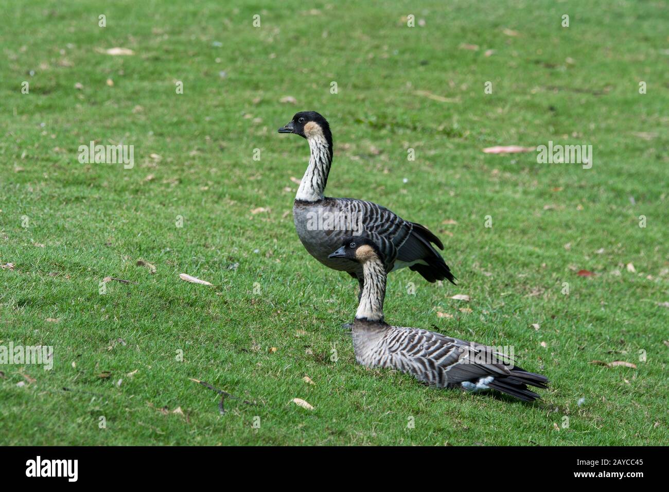 Species of goose hi-res stock photography and images - Alamy